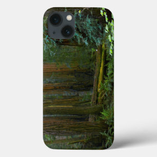 Redwoods In Muir Woods National Park iPhone 13 Case