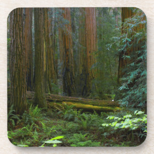 Redwoods In Muir Woods National Park Coaster