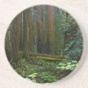 Redwoods In Muir Woods National Park Coaster