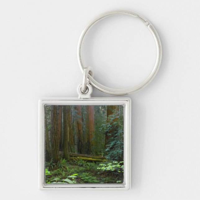 Redwoods In Muir Woods National Park Key Ring (Front)