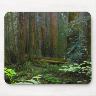 Redwoods In Muir Woods National Park Mouse Pad