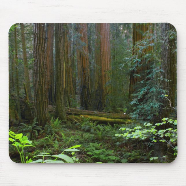 Redwoods In Muir Woods National Park Mouse Pad (Front)
