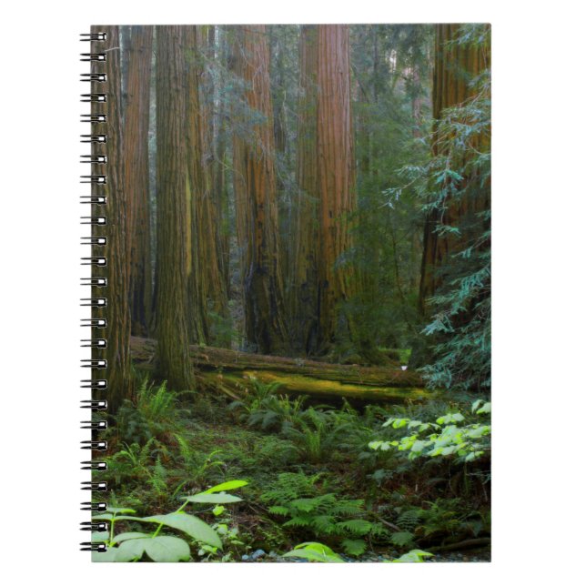 Redwoods In Muir Woods National Park Notebook (Front)