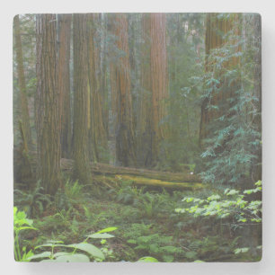 Redwoods In Muir Woods National Park Stone Coaster