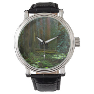 Redwoods In Muir Woods National Park Watch