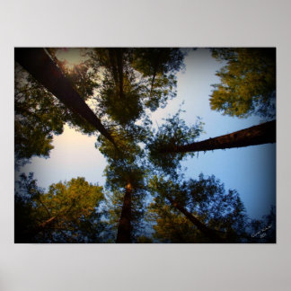 Redwoods Looking Up Poster