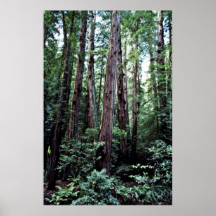 Redwoods - Muir Woods National Monument Poster