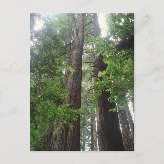Redwoods Perspective Postcard (Front)