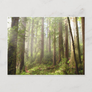 Redwoods Postcard