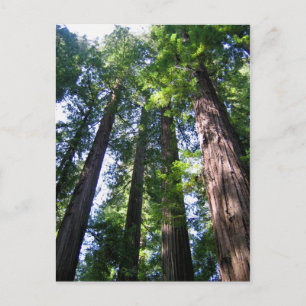 Redwoods Postcard
