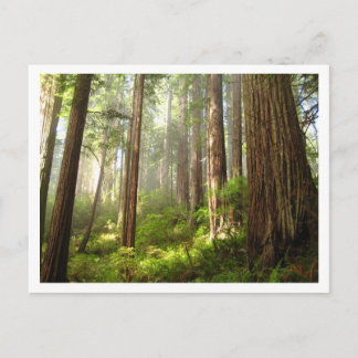 Redwoods Postcard