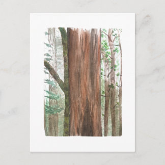 redwoods postcard