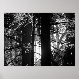 Redwoods Poster
