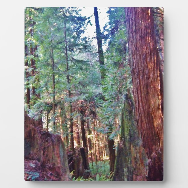 Redwoods Series #2: Through the Trees Plaque (Front)