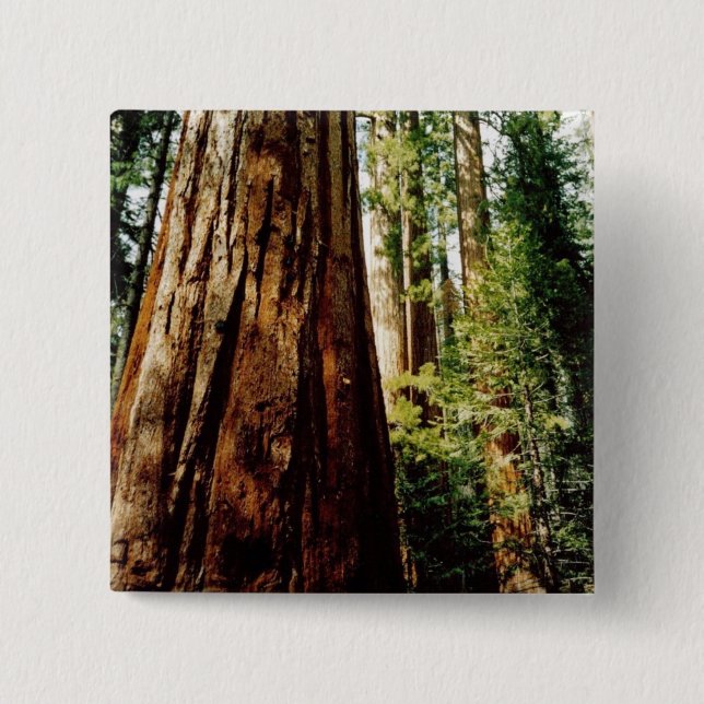Redwoods- Yosemite 15 Cm Square Badge (Front)