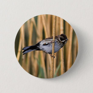 Reed Bunting Button Badge