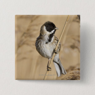 Reed Bunting (Emberiza schoeniclus) perched in 15 Cm Square Badge