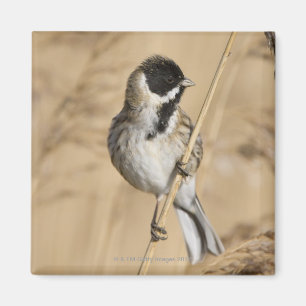 Reed Bunting (Emberiza schoeniclus) perched in Magnet