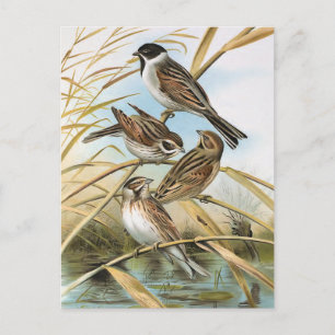 Reed Buntings Vintage Bird Illustration Postcard