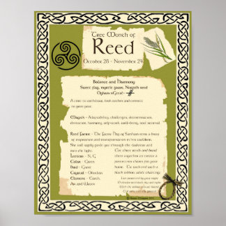 REED CELTIC SACRED TREE POSTER