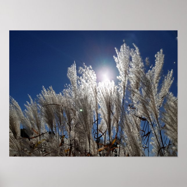 Reed flowers in full bloom poster (Front)