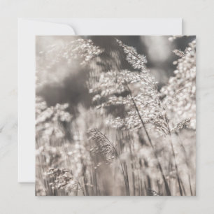 Reed Nature Photo Card