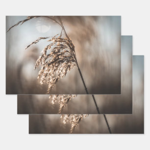 Reed Nature Photo Wrapping Paper Sheet