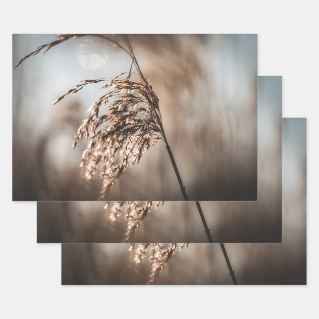 Reed Nature Photo Wrapping Paper Sheet (Set)