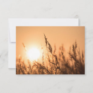 Reed Sunset Nature Photo Card
