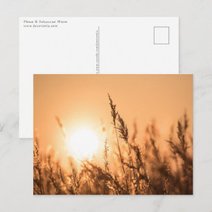 Reed Sunset Nature Photo Postcard