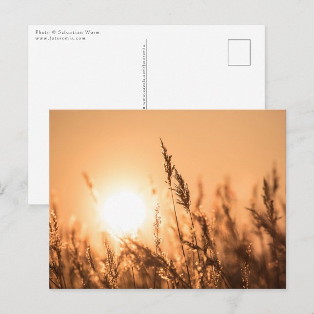 Reed Sunset Nature Photo Postcard (Front/Back)