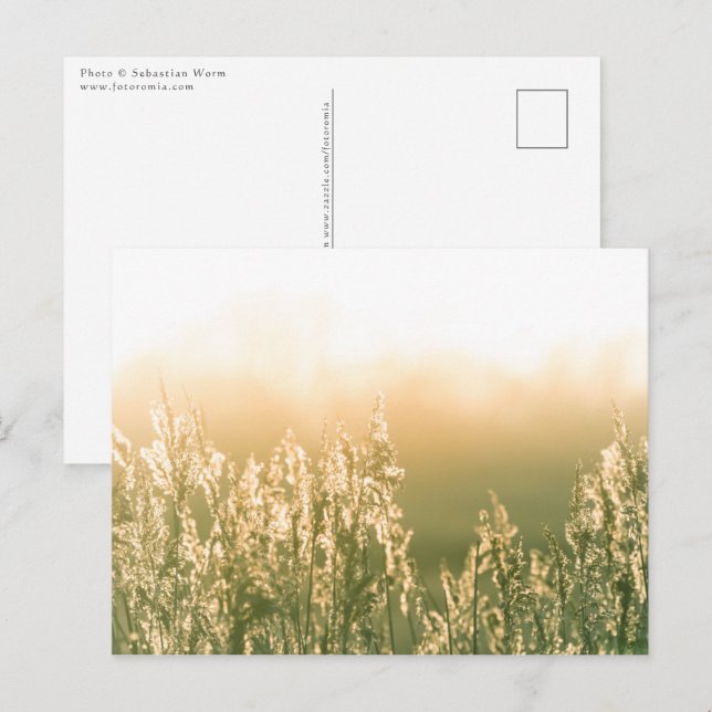Reed Sunset Nature Photo Postcard (Front/Back)