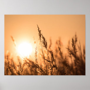 Reed Sunset Nature Photo Poster