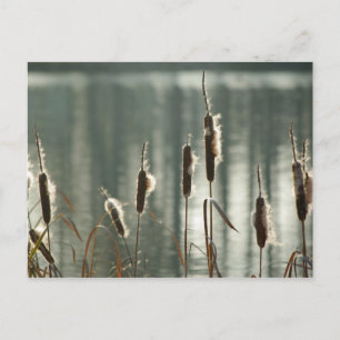 Reedmaces Postcard