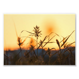 Reeds at sunset light in photo print. print