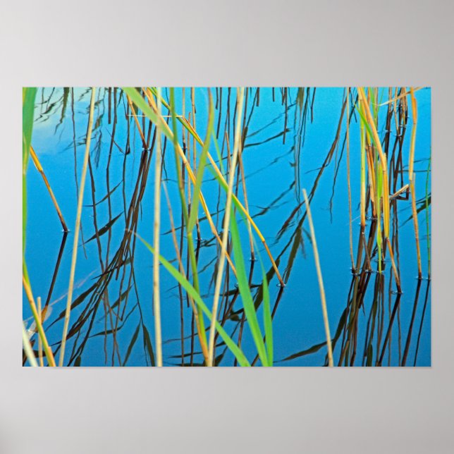 Reeds in a lake poster (Front)