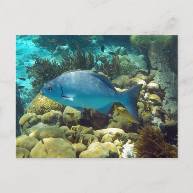 Reef Fish Postcard (Front)