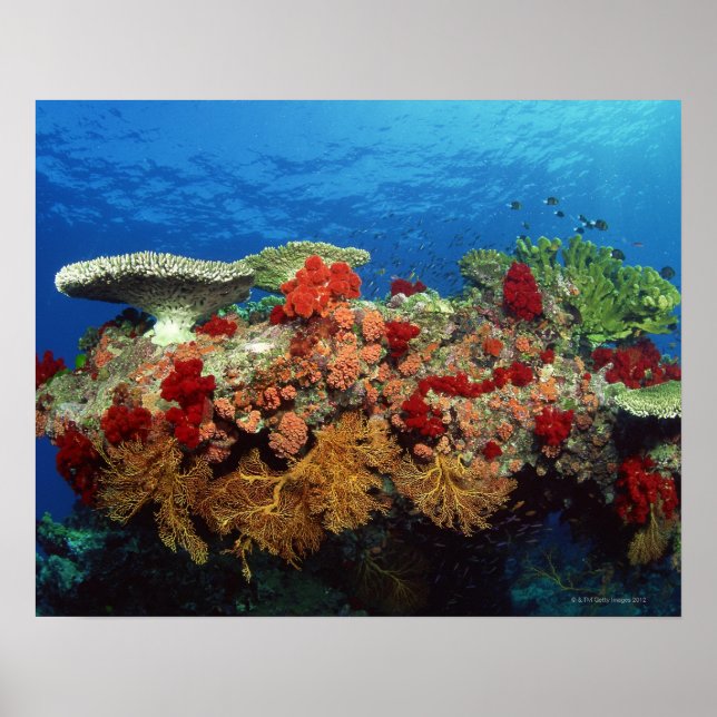 Reef of Corals Poster (Front)