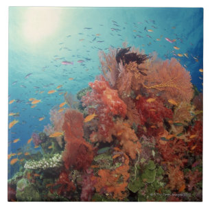 Reef scenic of hard corals , soft corals 2 ceramic tile