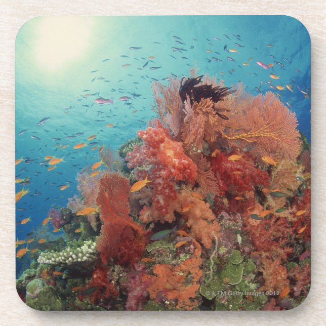 Reef scenic of hard corals , soft corals 2 coaster (Front)