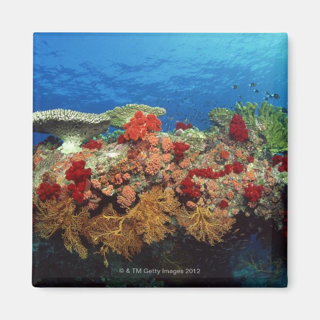 Reef scenic of hard corals , soft corals magnet (Front)