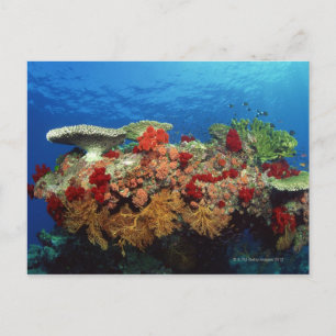 Reef scenic of hard corals , soft corals postcard