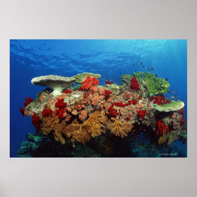 Reef scenic of hard corals , soft corals poster (Front)