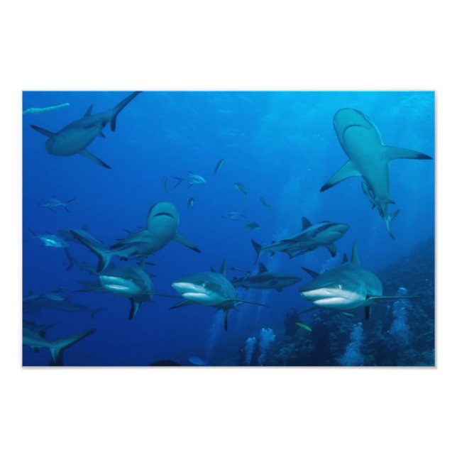 Reef Shark Great Barrier Reef Coral Sea Photo Print (Front)