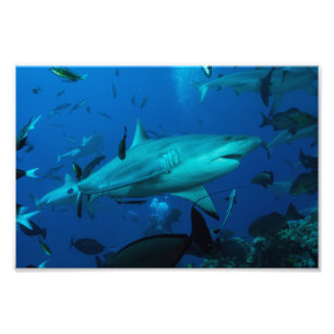 Reef Shark Photo Print