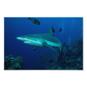 Reef Shark Photo Print
