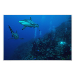 Reef Shark Photo Print
