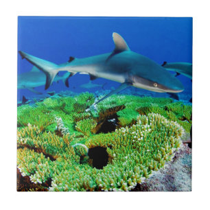 Reef Shark Photos Ceramic Tile