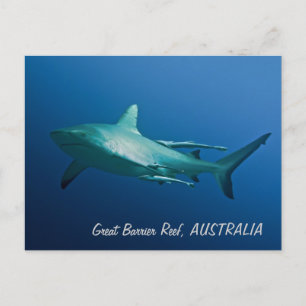 Reef Shark Postcard