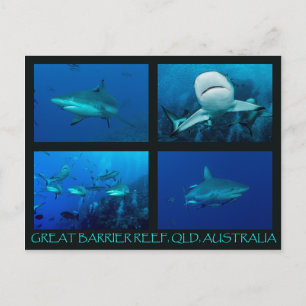 Reef Sharks of the Coral Sea Postcard